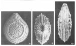 Cerebrina perplexa Patterson, 1986