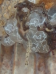 Isopoda