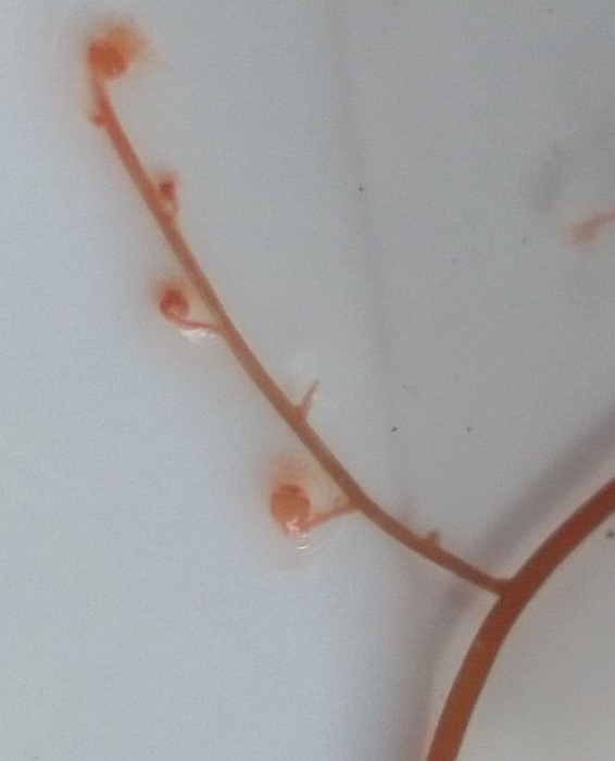 Eudendrium, (2023, fig. 5) Eudendrium, (2023, fig. 5)