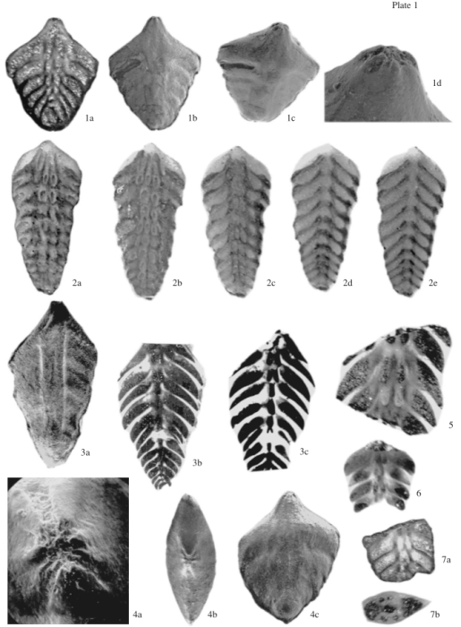 Dagysina novosibirica Yadrenkin, 2008 Dagysina novosibirica Yadrenkin, 2008