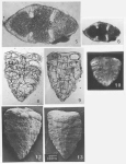 Septalingulina tetrasepta Yan & Norling, 1991, author: Le Coze, François