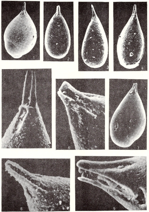 Delphinoidella rostrata Popescu, 1992 Delphinoidella rostrata Popescu, 1992