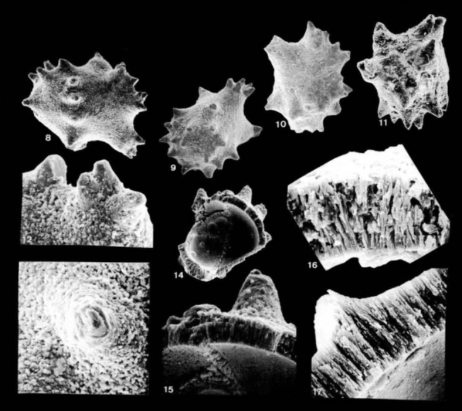 Meudonia inaperta Bignot, 1990