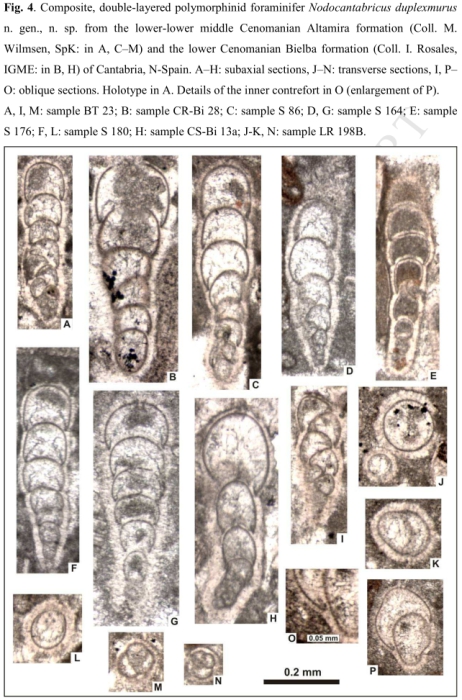 Nodocantabricus duplexmurus Rigaud & Schlagintweit, 2016 Nodocantabricus duplexmurus Rigaud & Schlagintweit, 2016