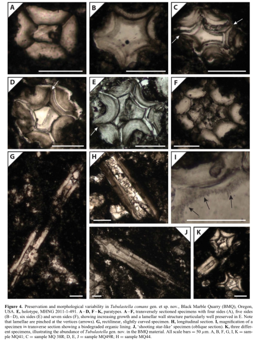Tubulastella comans Rigaud, Vachard, Schlagintweit & Martini, 2015 Tubulastella comans Rigaud, Vachard, Schlagintweit & Martini, 2015