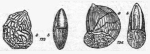 Chromista - Foraminifera (foraminifers)