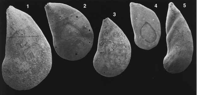 Lenticulina (Lenticulina) malzi Bartenstein, 1998 Lenticulina (Lenticulina) malzi Bartenstein, 1998