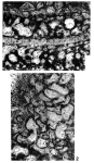 Borodinia septentrionalis Hanzawa, 1940
