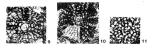 Wilfordia sarawakensis Adams, 1965