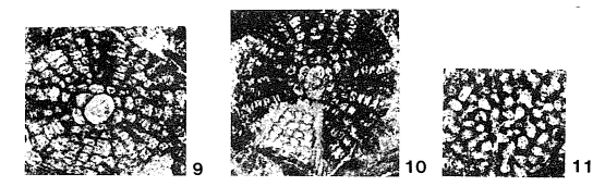 Wilfordia sarawakensis Adams, 1965 Wilfordia sarawakensis Adams, 1965