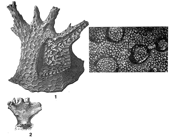 Homotrema rubrum (Lamarck, 1816)