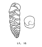 Marssonella ouachensis Sigal, 1952, author: Le Coze, François