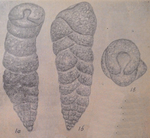 Gaudryina elongata Tairov, 1956