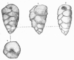 Gaudryina neocomica Khalilov, 1951