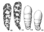 Rectocyclammina chouberti Hottinger, 1967