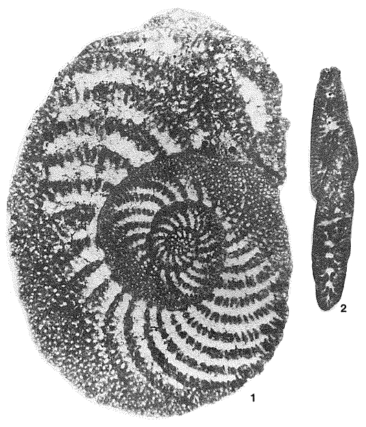 Choffatella decipiens Schlumberger, 1905 Choffatella decipiens Schlumberger, 1905