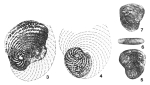 Torinosuella peneropliformis (Yabe & Hanzawa, 1926)