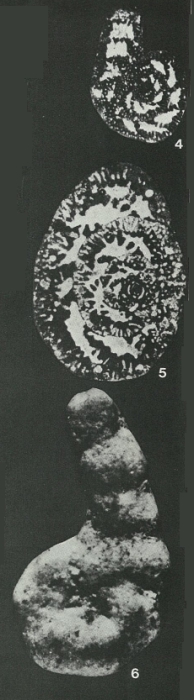 Pseudocyclammina lituus (Yokoyama, 1890) Pseudocyclammina lituus (Yokoyama, 1890)