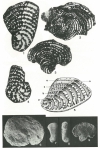 Alzonella cuvillieri Bernier & Neuman, 1970
