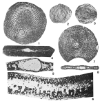 Balkhania balkhanica Mamontova, 1966