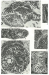 Pseudochoffatella cuvillieri Deloffre, 1961