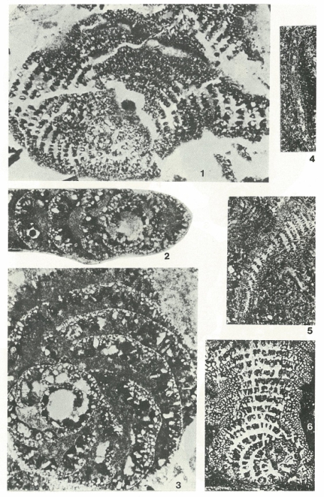 Pseudochoffatella cuvillieri Deloffre, 1961 Pseudochoffatella cuvillieri Deloffre, 1961