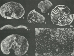 Montsechiana martiguae Aubert, Coustau & Gendrot, 1963