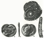 Anchispirocyclina lusitanica (Egger, 1902)