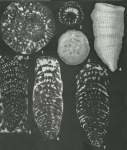 Haurania deserta Henson, 1948