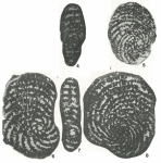 Pseudospirocyclina maynci Hottinger, 1967