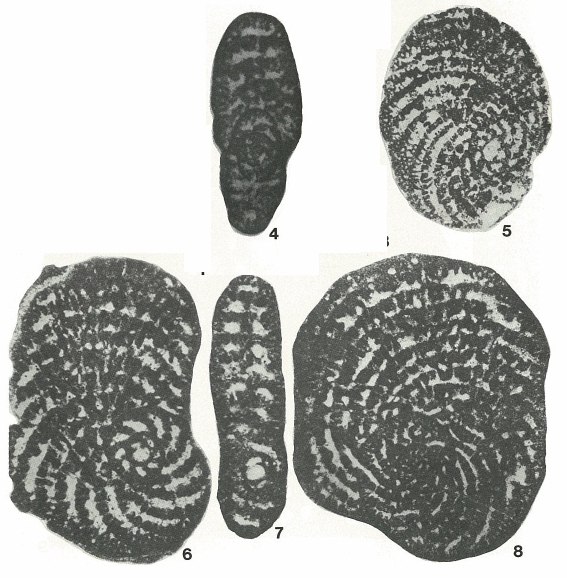 Pseudospirocyclina maynci Hottinger, 1967 Pseudospirocyclina maynci Hottinger, 1967