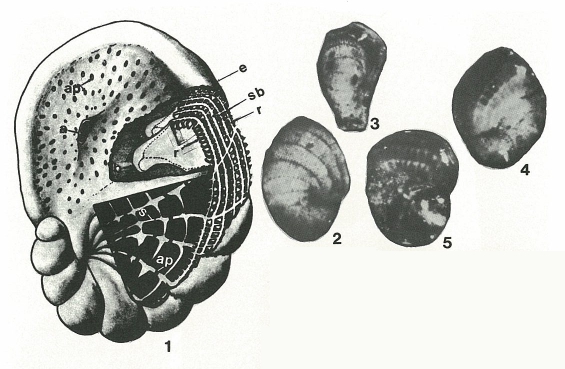 Reissella ramonensis Hamaoui, 1963 Reissella ramonensis Hamaoui, 1963