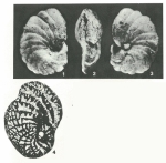 Sornayina foissacensis Marie, 1960
