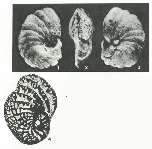 Sornayina foissacensis Marie, 1960 Sornayina foissacensis Marie, 1960