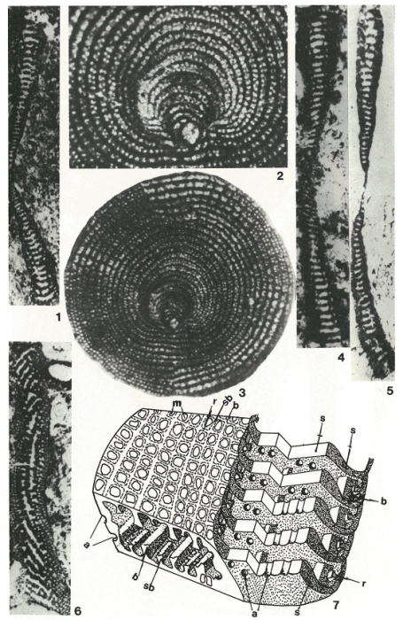 Vania anatolica Sirel & Gündüz, 1985 Vania anatolica Sirel & Gündüz, 1985