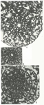 Praereticulinella cuvillieri Deloffre & Hamaoui, 1970
