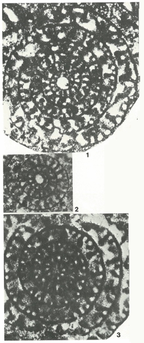 Praereticulinella cuvillieri Deloffre & Hamaoui, 1970 Praereticulinella cuvillieri Deloffre & Hamaoui, 1970