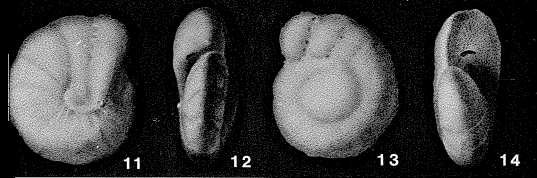 Elphidioides americanus Cushman, 1945 Elphidioides americanus Cushman, 1945