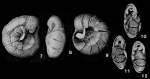 Eponidella libertadensis Cushman & Hedberg, 1935
