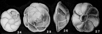 Nuttallides truempyi (Nuttall, 1930)
