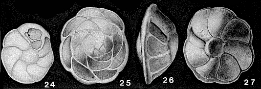 Nuttallides truempyi (Nuttall, 1930) Nuttallides truempyi (Nuttall, 1930)