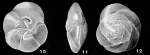 Pseudoeponides japonica Uchio in Kawai et al., 1950