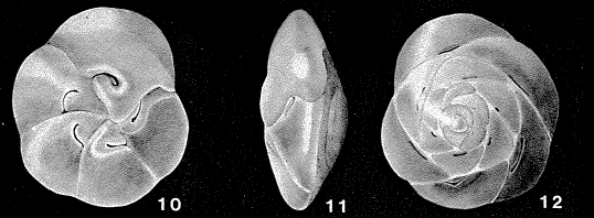 Pseudoeponides japonica Uchio in Kawai et al., 1950 Pseudoeponides japonica Uchio in Kawai et al., 1950