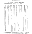 Eurypon cinctum Sar 1960, Fig. 6, author: Morrow, Christine