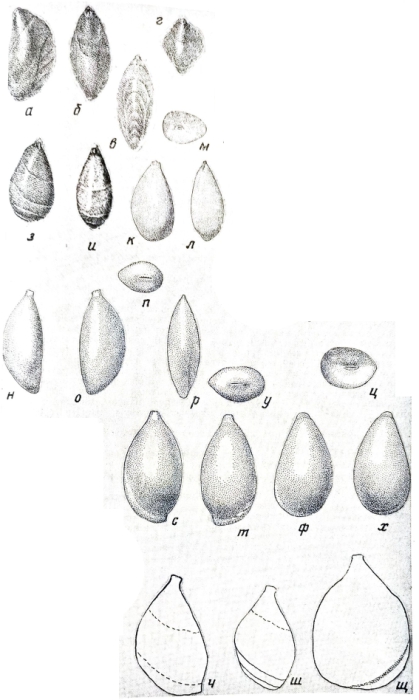 Vekusina amygdala Yakovleva, 1989 Vekusina amygdala Yakovleva, 1989