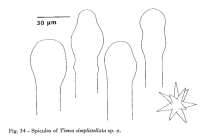 Timea simplistellata Pulitzer-Finali, 1983, Fig. 34