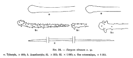Eurypon obtusum Vacelet, 1969, Fig. 24, author: Morrow, Christine