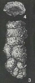 Ammobaculoides navarroensis Plummer, 1932 Ammobaculoides navarroensis Plummer, 1932