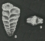 Heterantyx antonovae Loeblich & Tappan, 1982