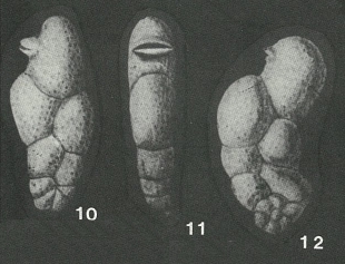 Orectostomina camachoi Seiglie, 1965 Orectostomina camachoi Seiglie, 1965